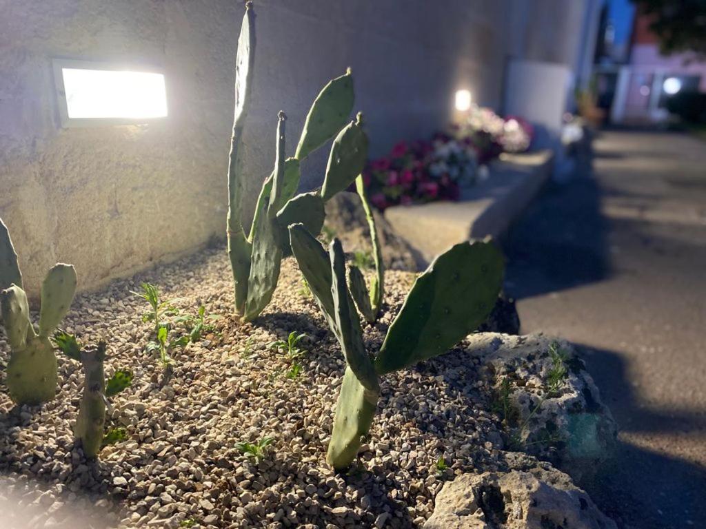 SquinzanoViro House住宿加早餐旅馆 外观 照片